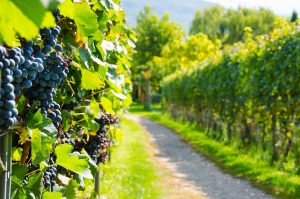 Residence am Kalterersee