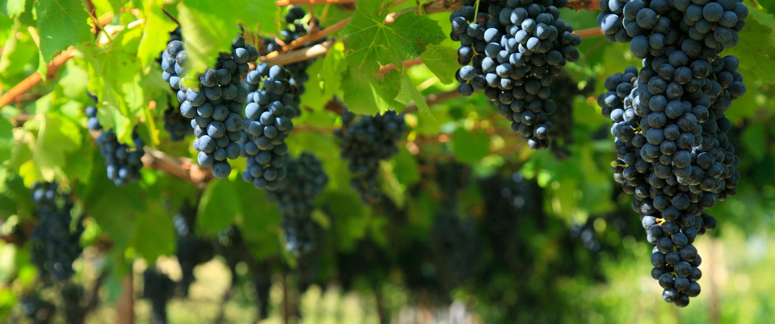 tramin-2-2550x1068_c